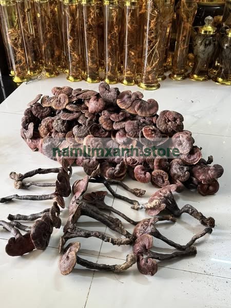 Nấm lim xanh khô dùng để sắc nước uống