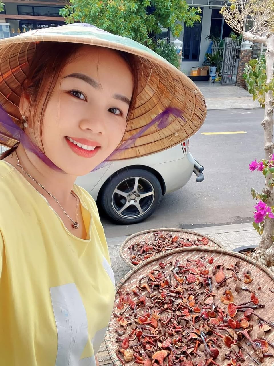 Nấm lim xanh được phơi khô trên nia